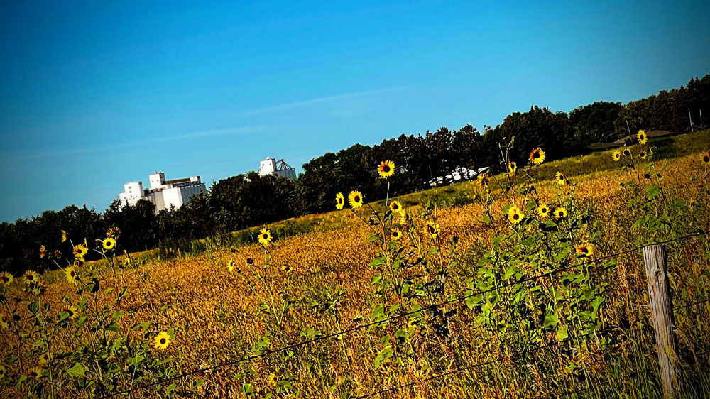 From Country Roads to Gardens: The Wonders of Wild Sunflowers in Nebraska